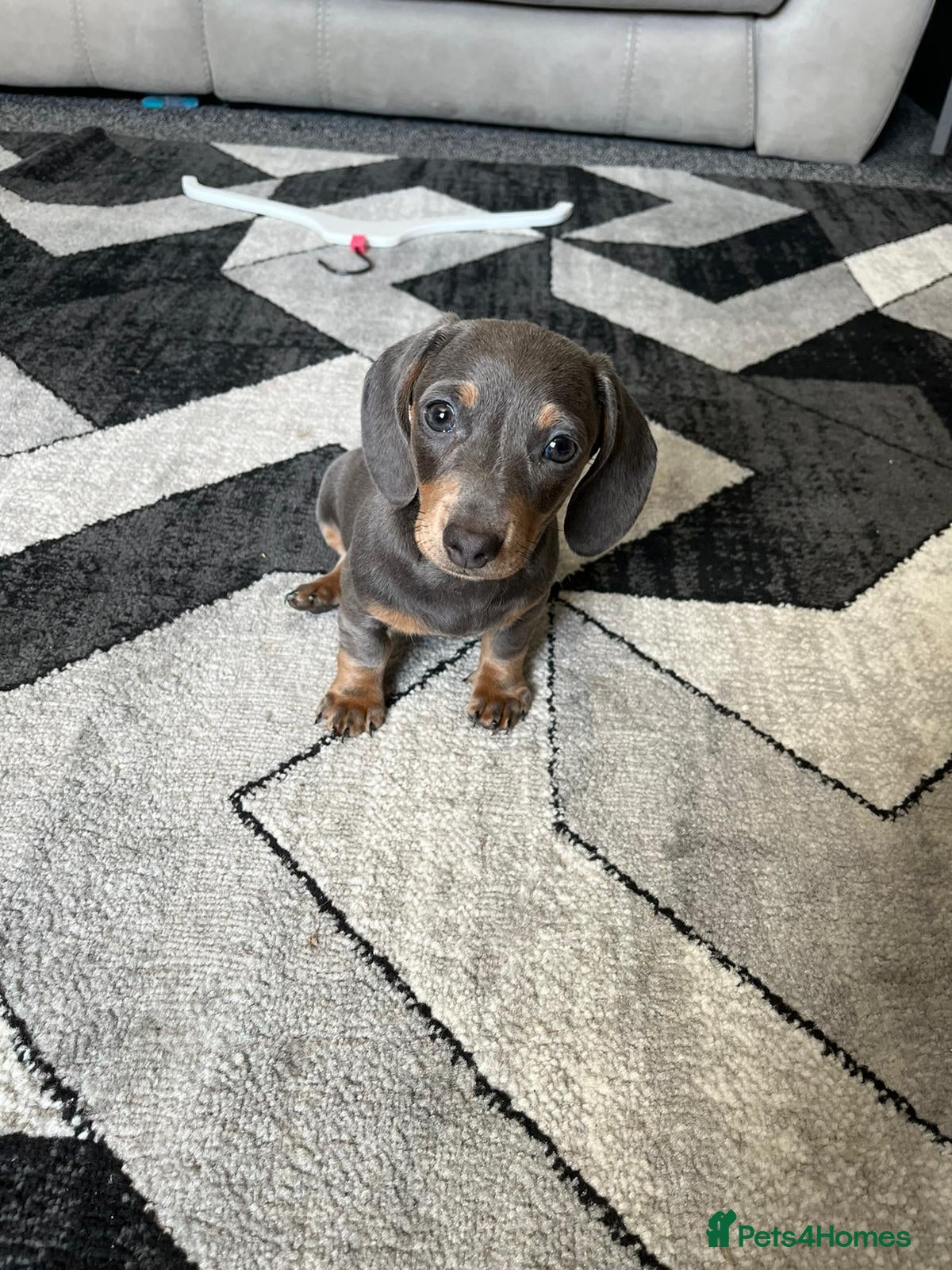 Miniature Dachshund dogs Miniature dachshund puppies 1 female left xx - Advert 9