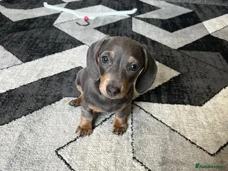 Miniature Dachshund dogs Miniature dachshund puppies 1 female left xx - Advert 9