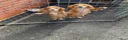 Cocker Spaniel dogs for sale: Cocker spaniel fox, red puppies, - Advert 2
