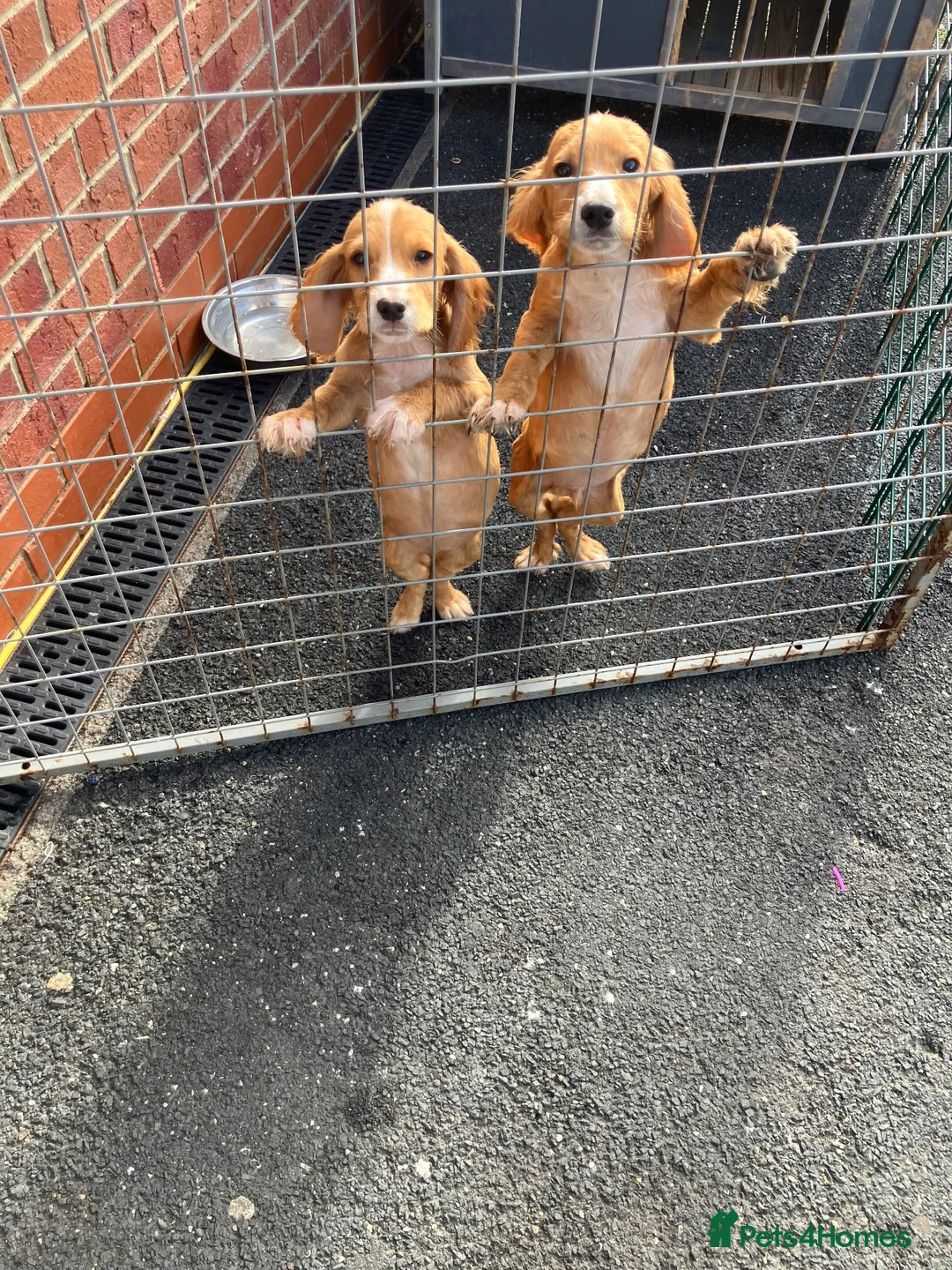 Cocker Spaniel dogs for sale: Cocker spaniel fox, red puppies, - Advert 2