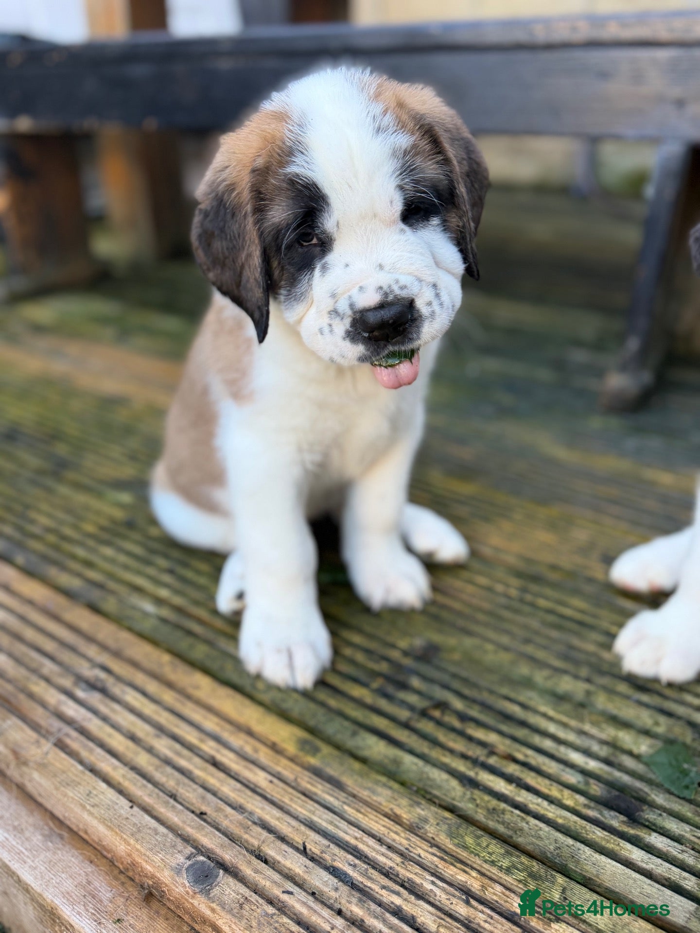 Saint Bernard dogs Exceptional St Bernard Puppies - Advert 10