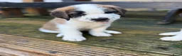 Saint Bernard dogs for sale: Exceptional St Bernard Puppies - Advert 1
