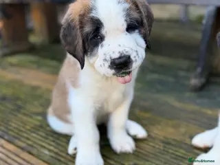 Saint Bernard dogs Exceptional St Bernard Puppies - Advert 5