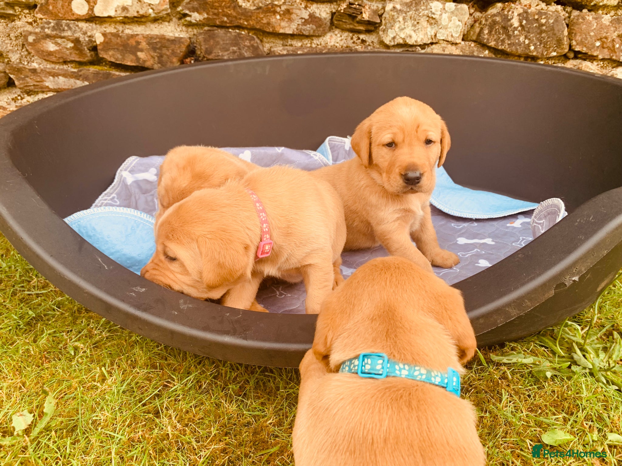 Labrador Retriever dogs for sale: KC reg health-tested Fox Red lab pups home raised - Advert 13
