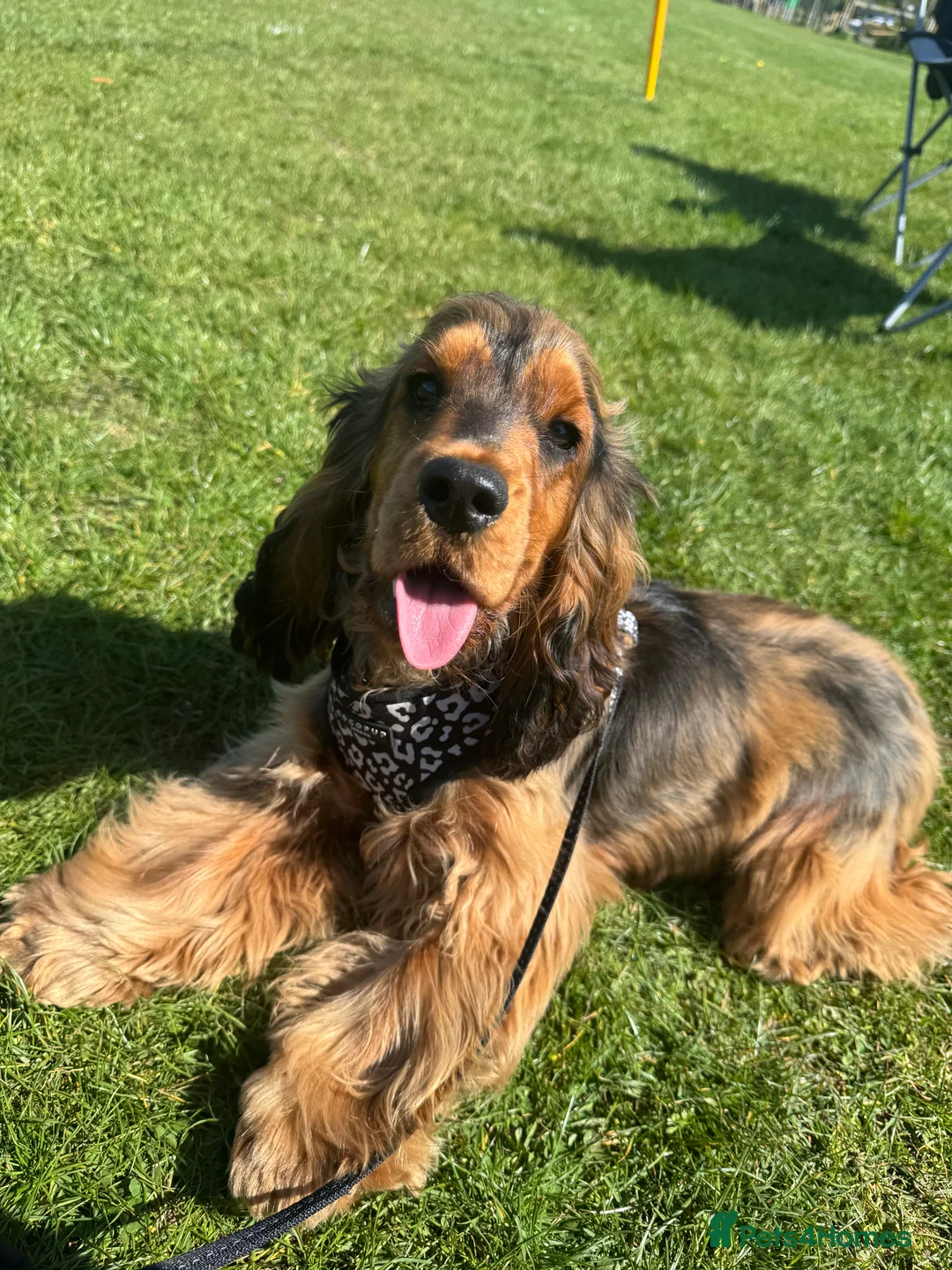 Cocker Spaniel dogs for sale: Outstanding Show Quality Show Type Cocker Spaniels - Advert 30