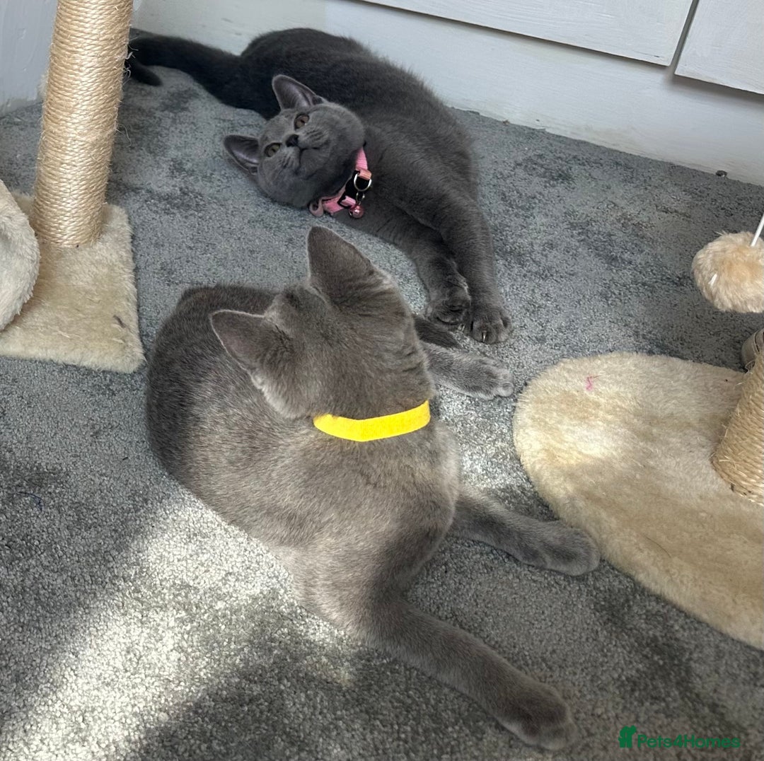 Russian Blue cats for sale: Russian Blue Kitten - Image 22