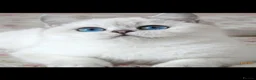 British Shorthair cats for sale: Rare💎 Golden Shaded Black Tipped Tabby  - Advert 3