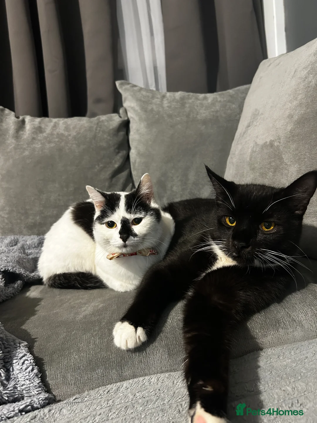 Domestic Shorthair cats for sale: Gigi & Serabi - Advert 15
