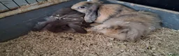 Mini Lion Lop rabbits for sale: Mini lop x lion heads - Advert 9