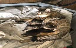 Mixed Breed cats for sale: Kittens for sale  - Image 7
