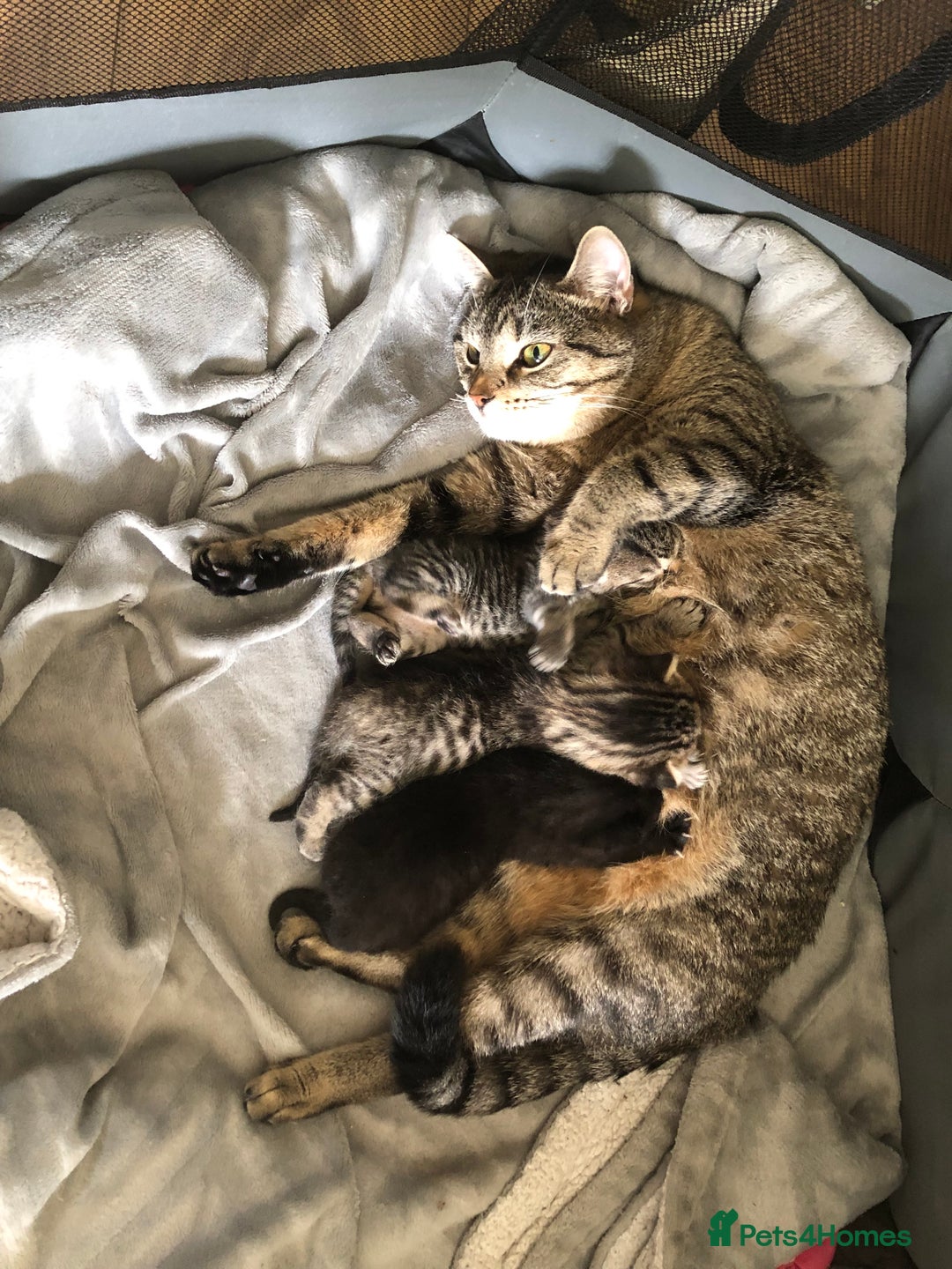 Mixed Breed cats for sale: Kittens for sale  - Image 7