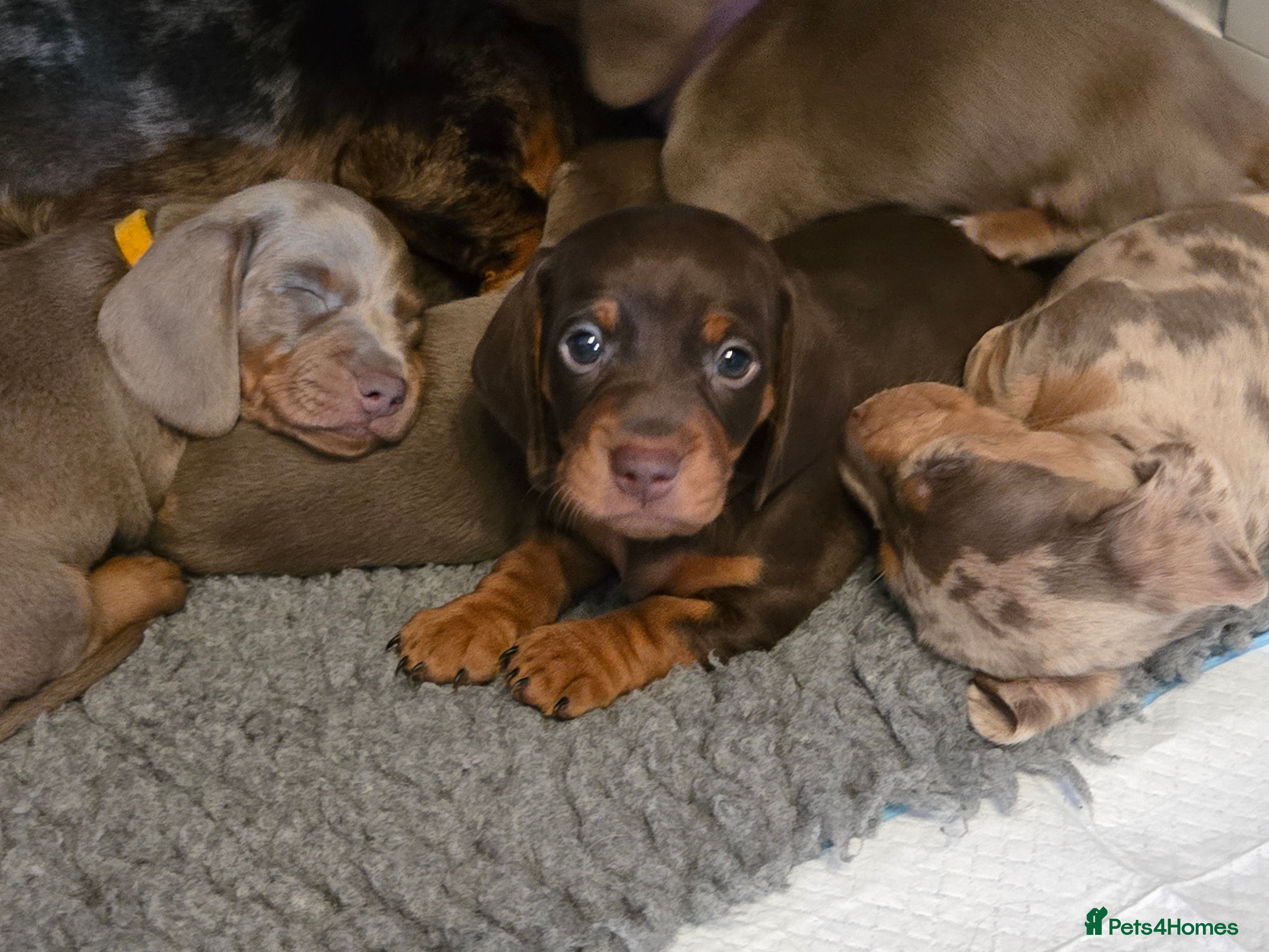 Miniature Dachshund dogs Miniature Dachshund Puppies - Advert 11