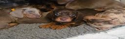 Miniature Dachshund dogs for sale: Miniature Dachshund Puppies - Advert 1