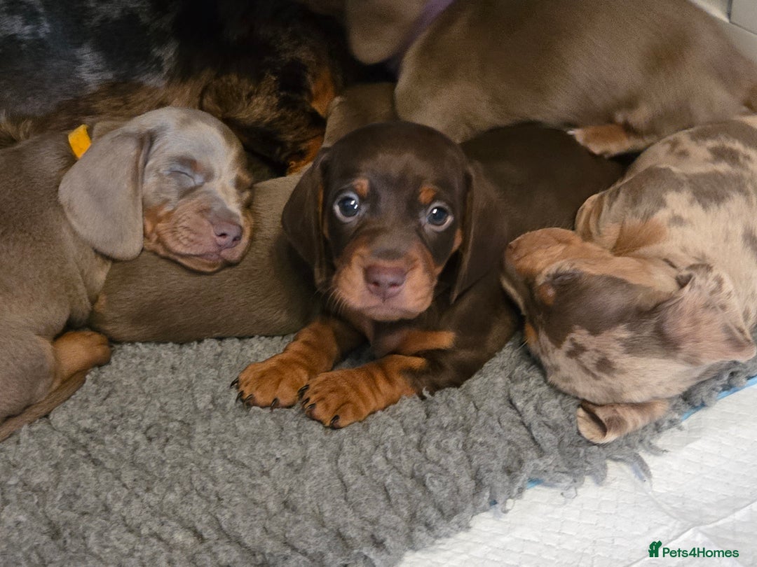 Miniature Dachshund dogs for sale: Miniature Dachshund Puppies - Advert 1