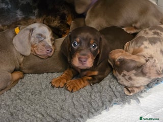 Miniature Dachshund dogs Miniature Dachshund Puppies - Advert 11