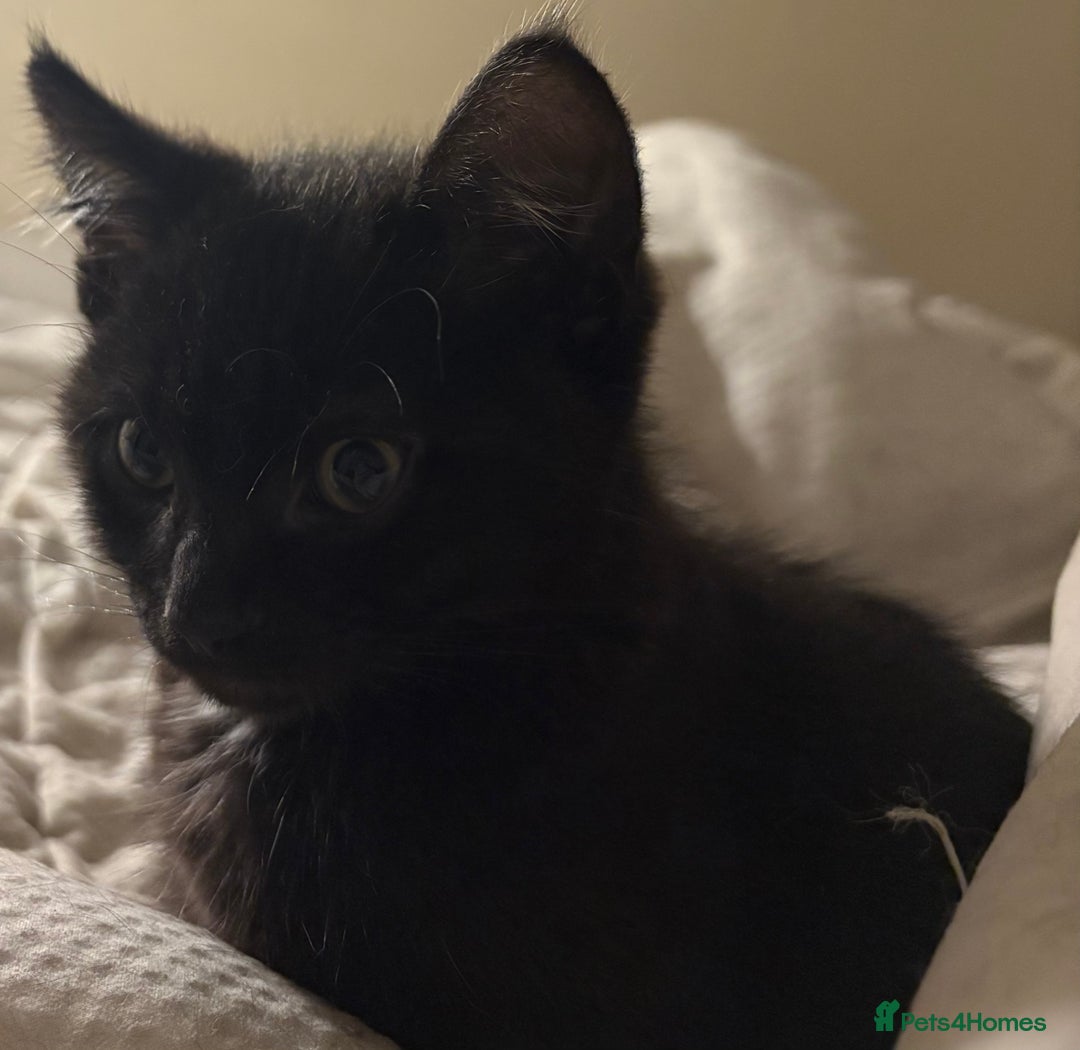 Mixed Breed cats for sale: Mixed Russian Blue, Ragdoll and Tabby  - Advert 6