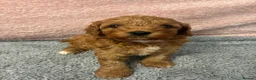 Cavapoo dogs for sale: Gorgeous cavapoo babies  - Advert 12