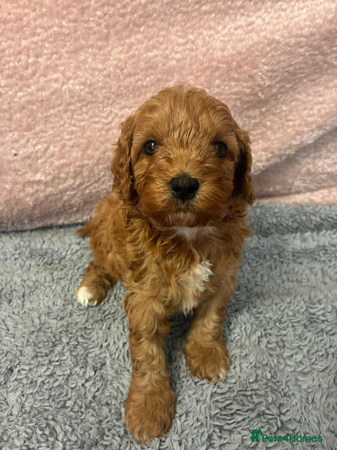 Cavapoo dogs for sale: Gorgeous cavapoo babies  - Advert 12