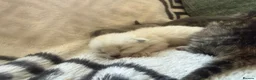 Mixed Breed cats for sale: Beautiful litter of kittens  - Advert 13