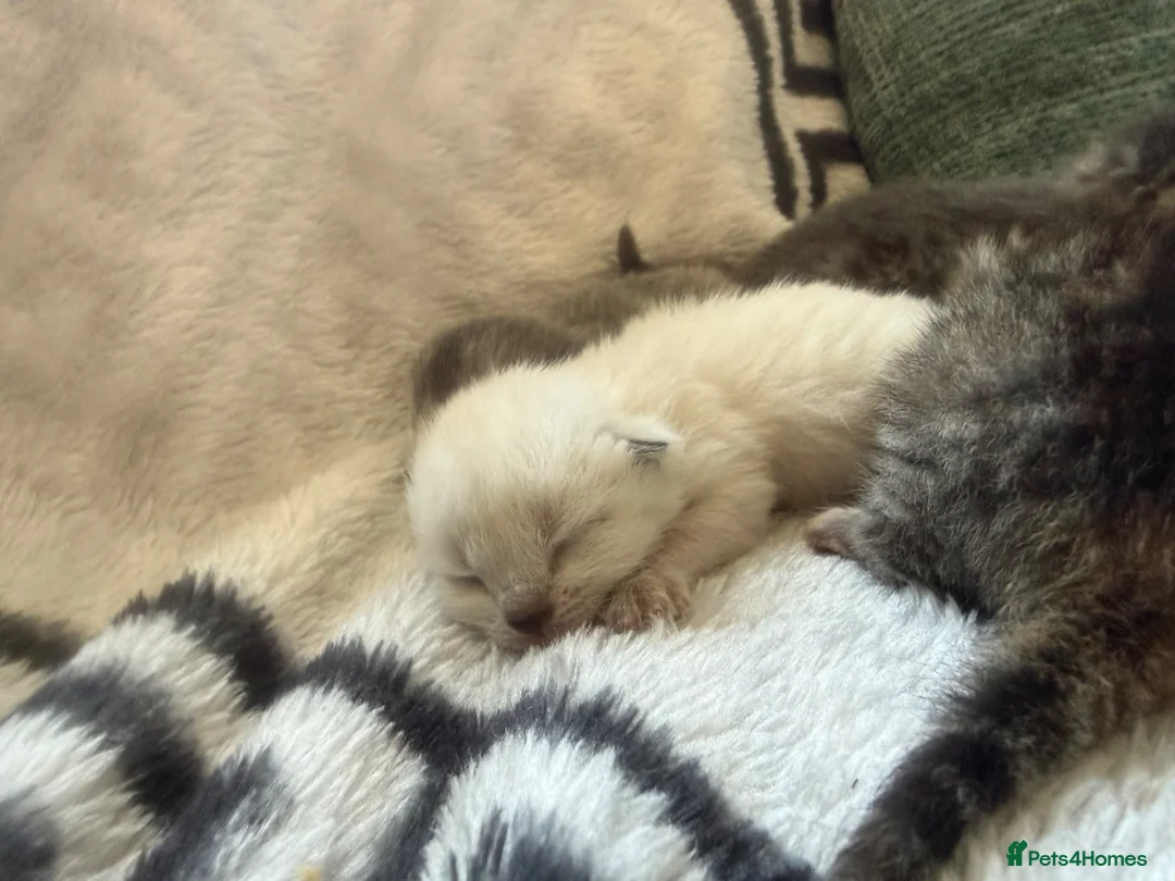 Mixed Breed cats for sale: Beautiful litter of kittens  - Advert 13