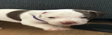 Cumble