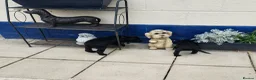 Cocker Spaniel dogs for sale: Cocker spaniel puppies  - Advert 11