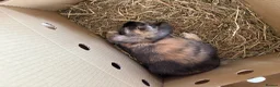 Mini Lop rabbits for sale: Male neutered  - Advert 4