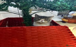 Exotic cats for sale: bella!! friendly grey and white exotic shorthair - Image 8