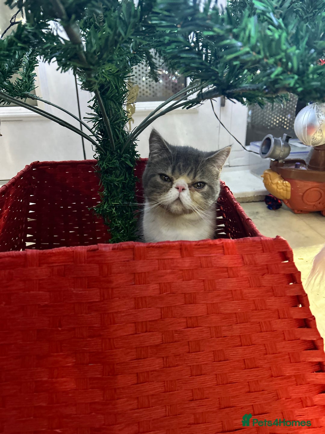 Exotic cats for sale: bella!! friendly grey and white exotic shorthair - Image 8