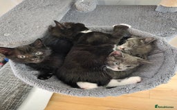 Siberian cats for sale: Siberian mix stunning kittens  - Image 1