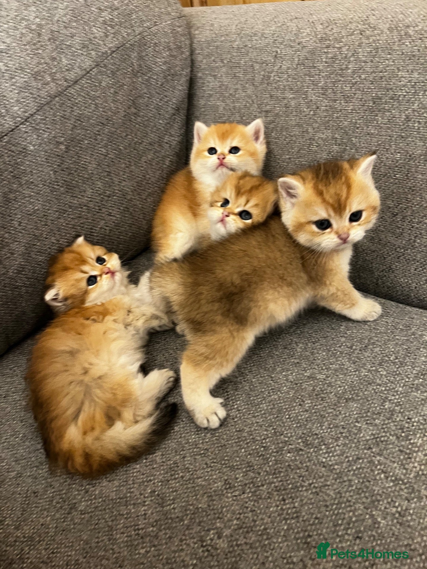 British Shorthair cats Beautiful BSH BLH NY12 kittens - Advert 2