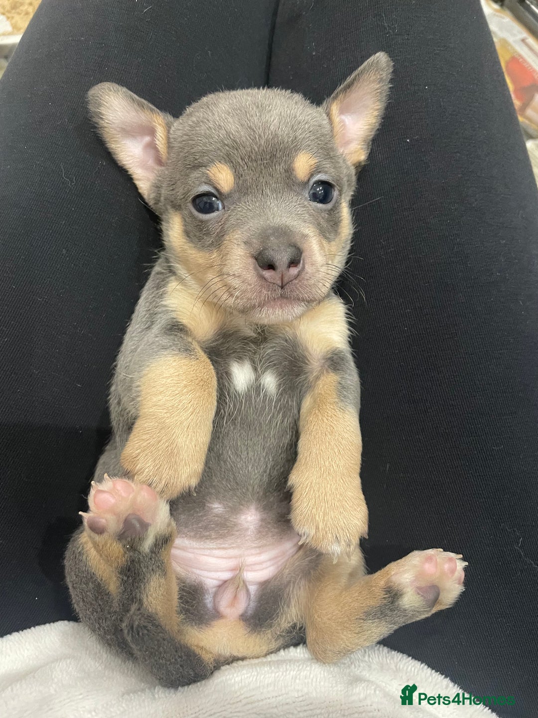 Jack Russell dogs for sale: Miniature Jack Russell Puppies  - Advert 1