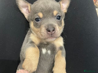 Jack Russell dogs Miniature Jack Russell Puppies - Advert 2