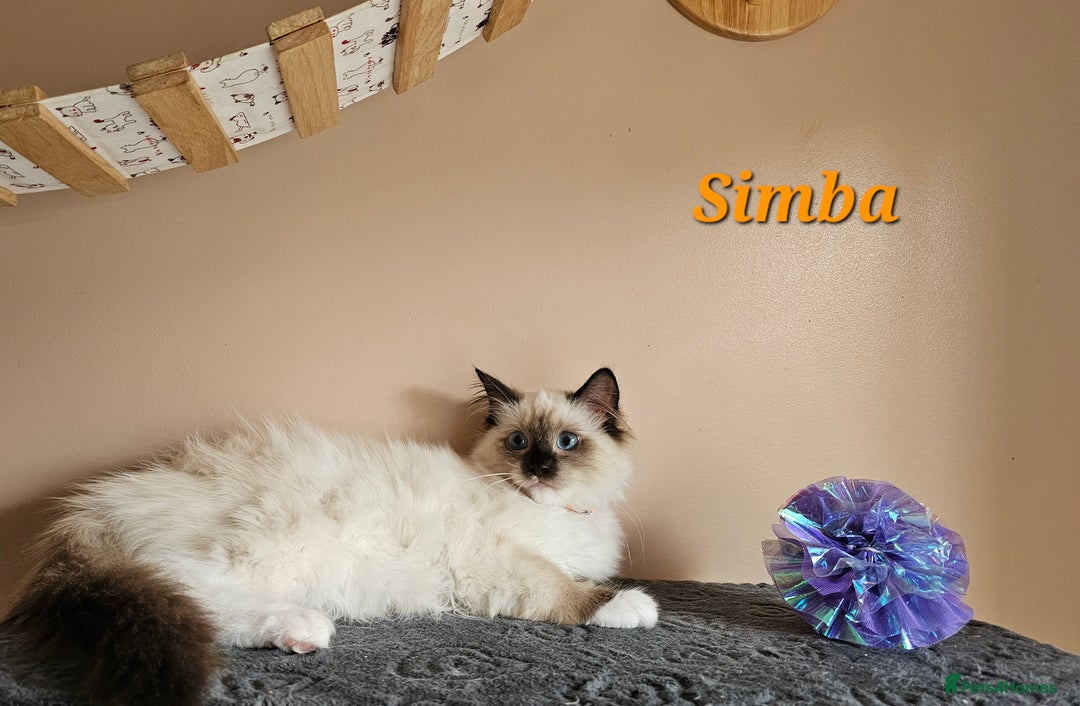 Ragdoll cats for sale: Only 2 girls left,Champion blood, TICA kittens in Nelson - Image 7