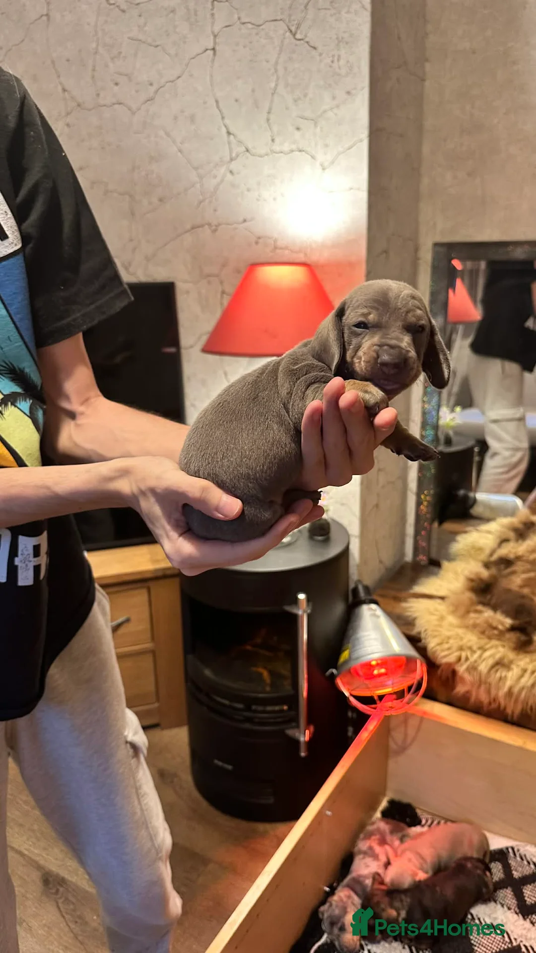 Dachshund dogs for sale: Beautiful dachshund puppies - Advert 8