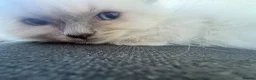 Ragdoll cats for sale: Pure ragdoll kittens  - Advert 6