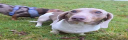 Miniature Dachshund dogs for stud: Isabella & Tan Piebald Miniature Dachshund STUD in Newport - Advert 4