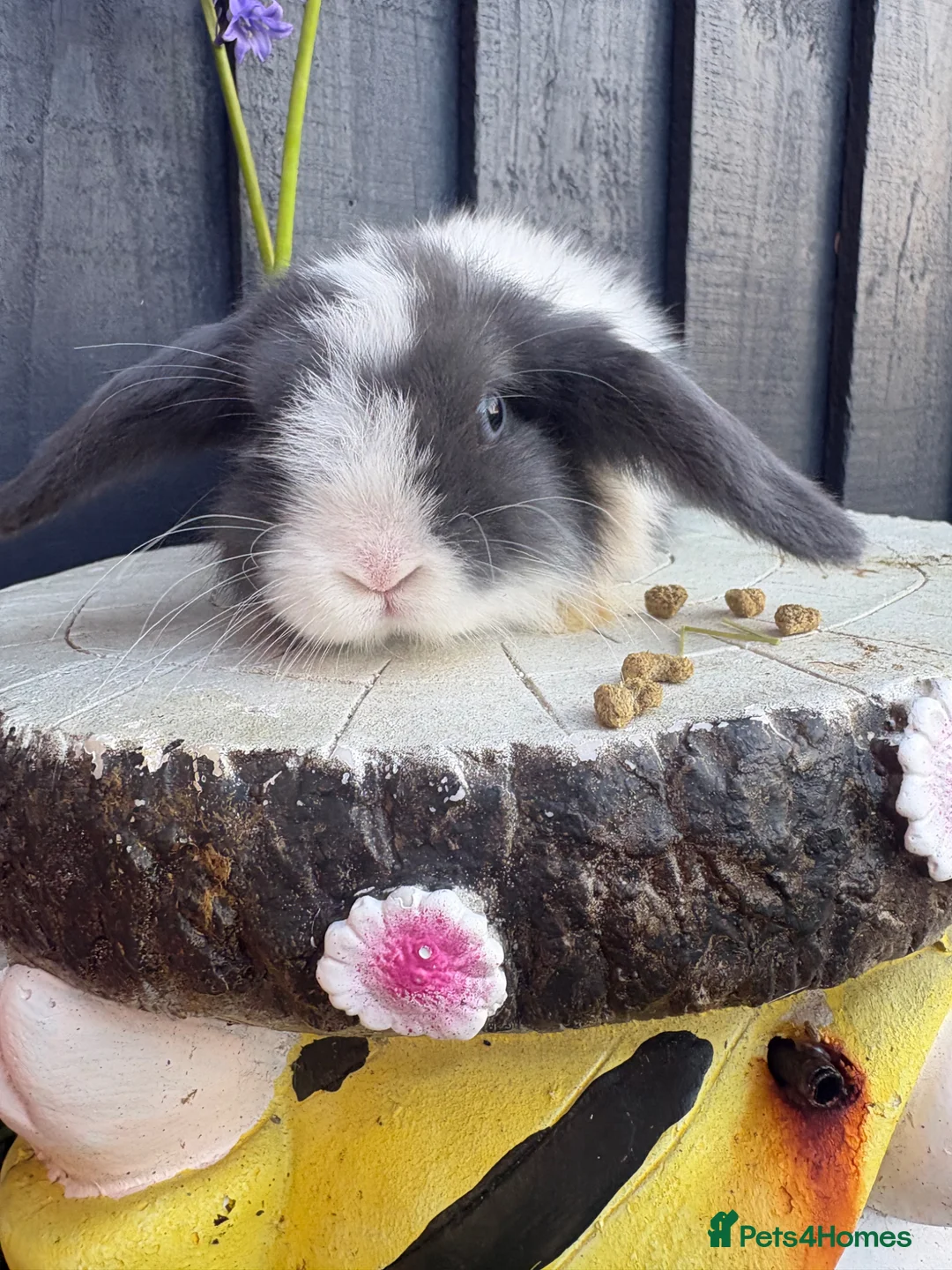 Mini Lop rabbits for sale: Lovely little mini lops baby bunny tabbits - Advert 2