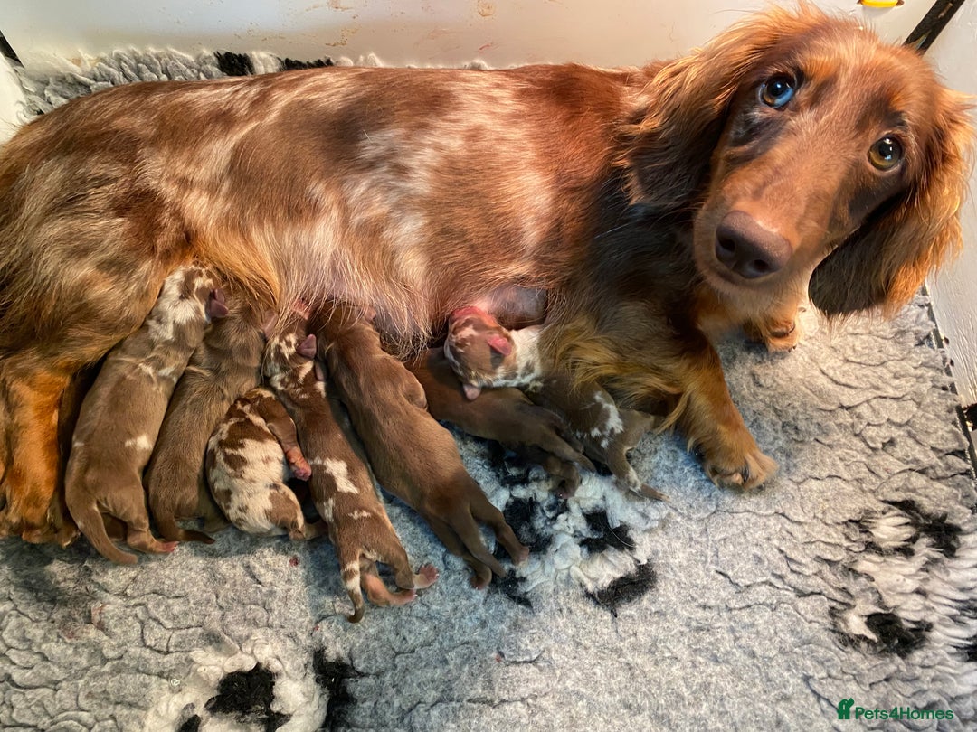 Miniature Dachshund dogs for sale: READY NOW PRA CLEAR DACHSHUND PUPPIES - Image 29