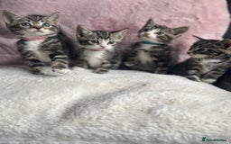 Mixed Breed cats for sale: Kittens  - Image 3