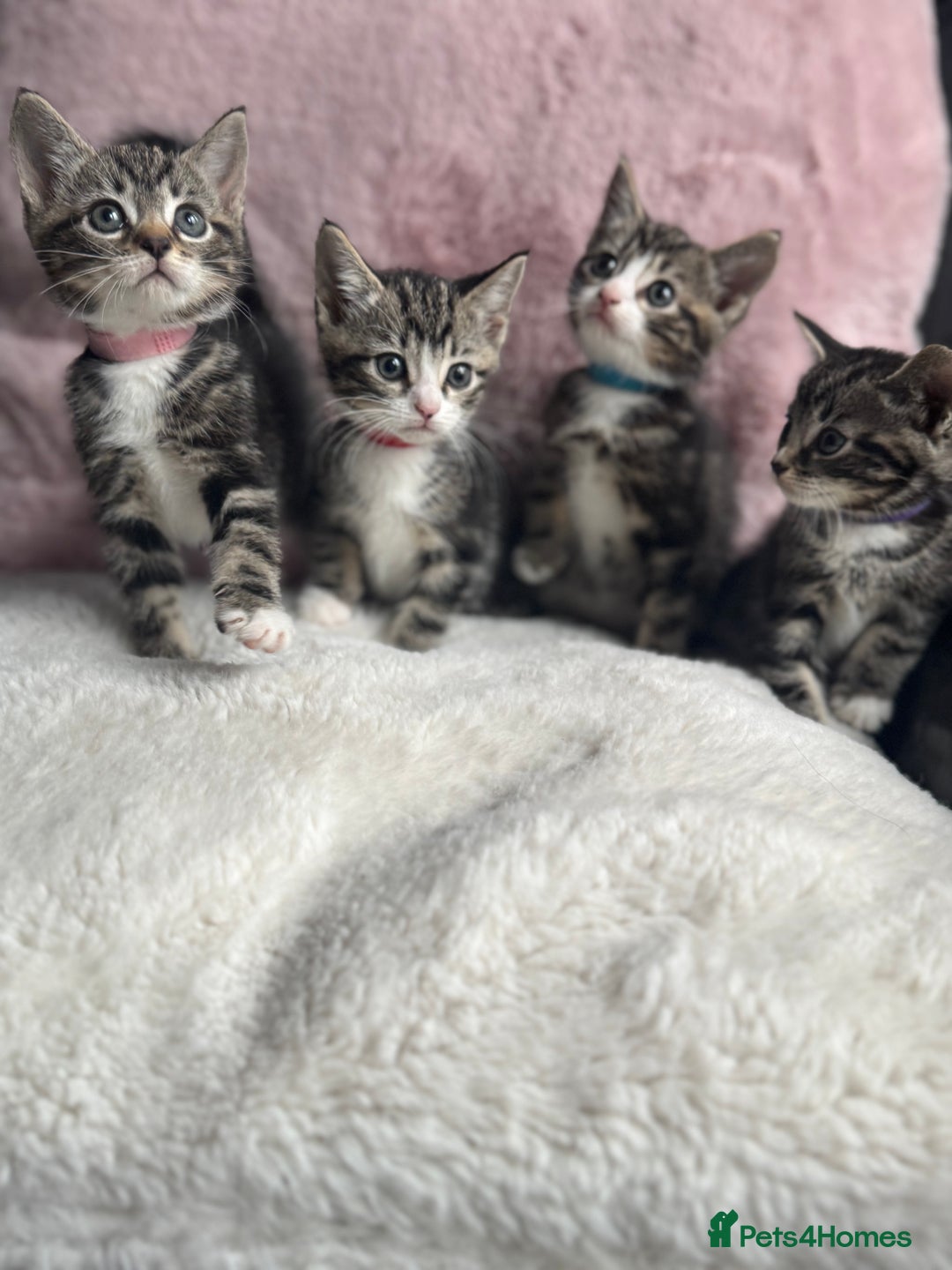 Mixed Breed cats for sale: Kittens  - Image 3