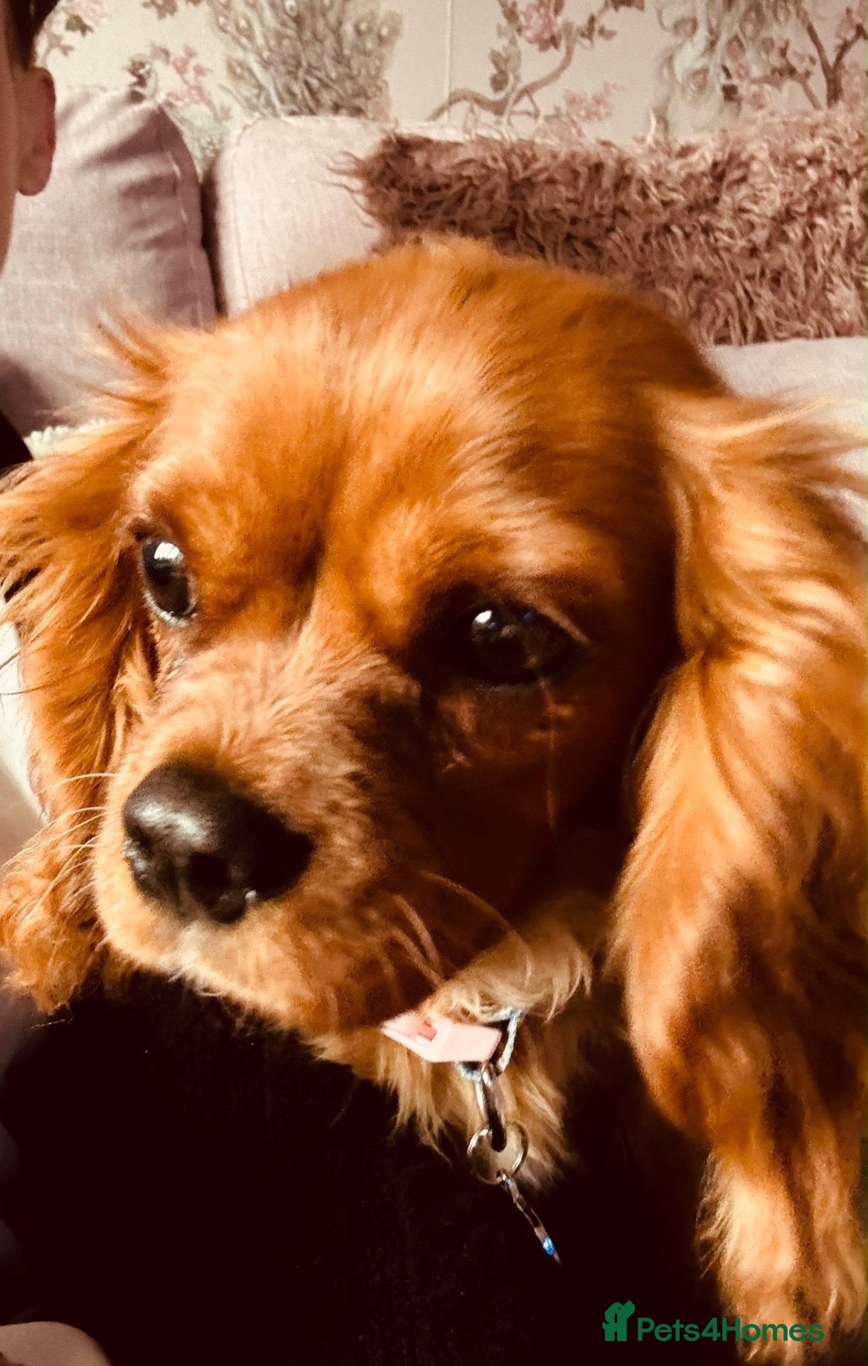 Cavalier King Charles Spaniel dogs Beautiful Ruby cavalier girl - Advert 1