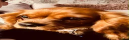 Cavalier King Charles Spaniel dogs for sale: Beautiful Ruby cavalier girl - Advert 1