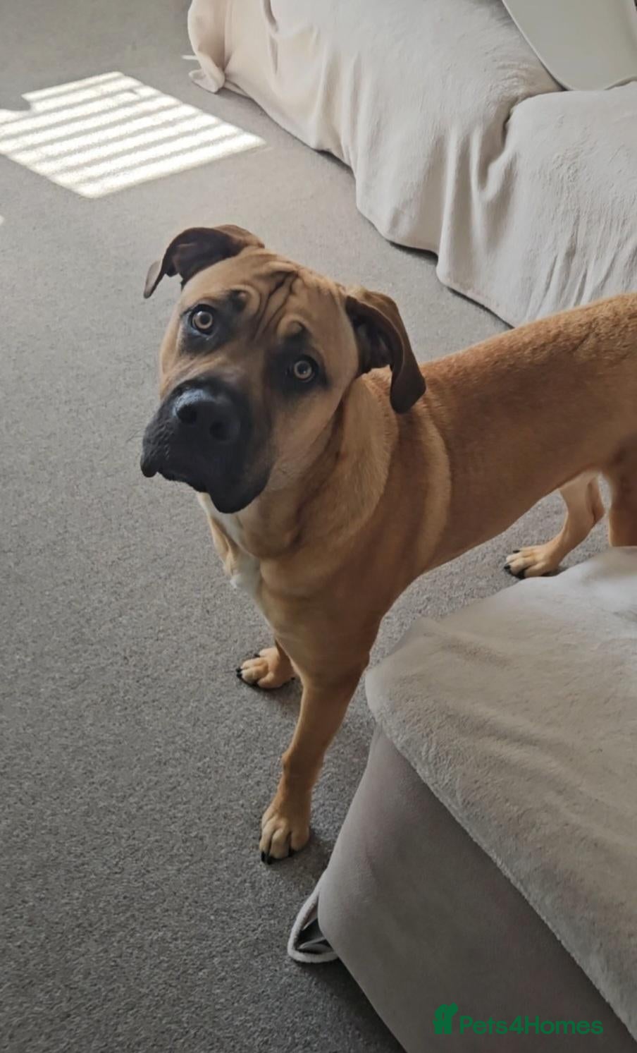 Mixed Breed dogs Cross breed Dogue de Bordeux  - Advert 14