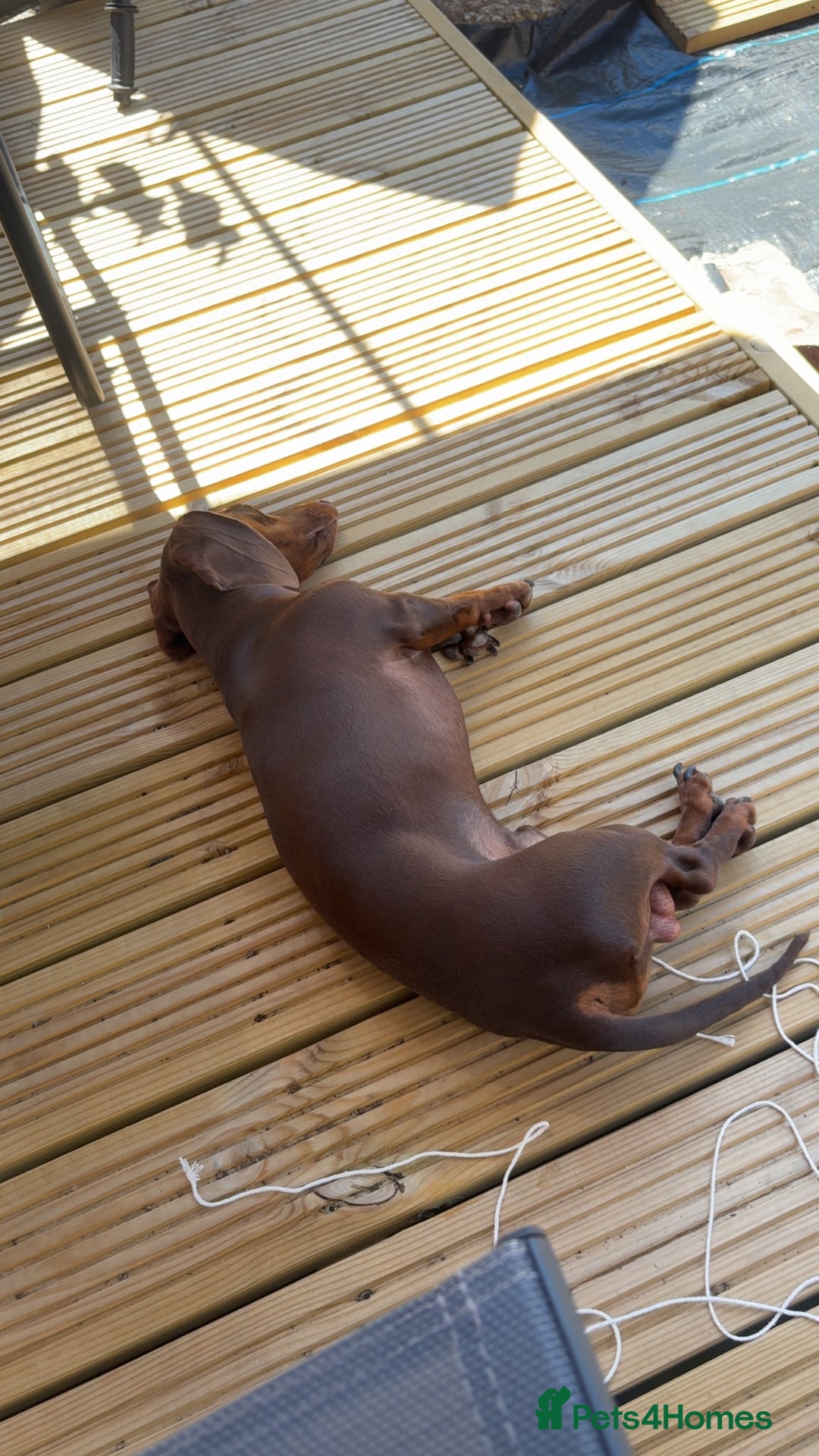 Miniature Dachshund dogs for stud: Miniature Dachshund STUD dog  - Advert 15