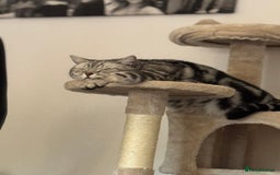 British Shorthair cats for sale: Silver Tabby British Shorthair - Image 4