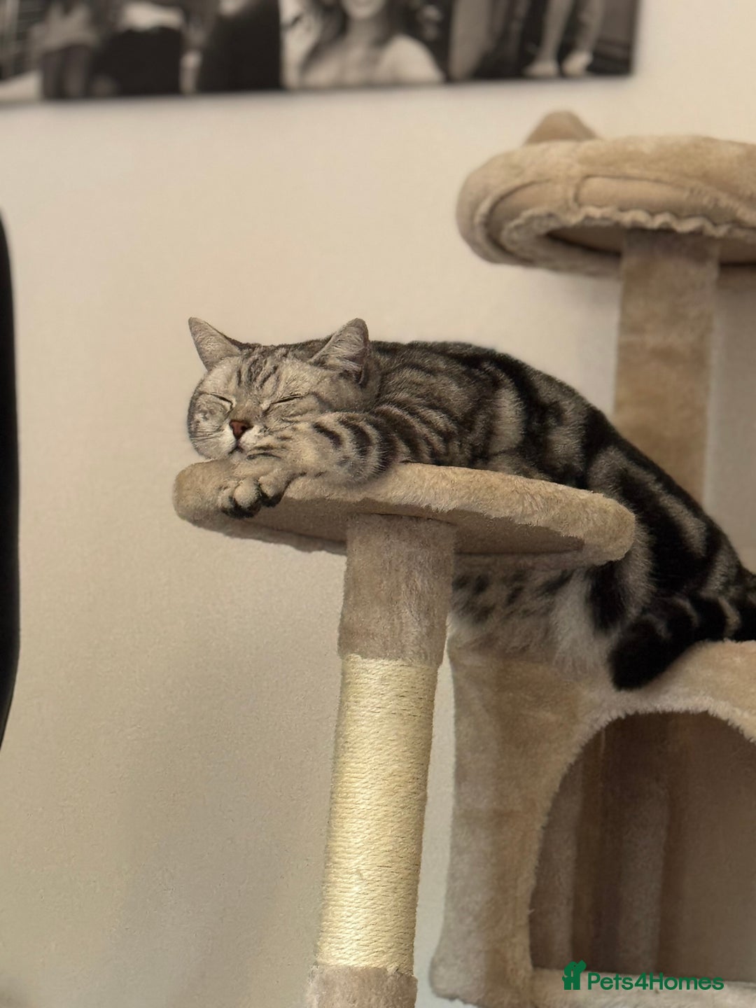 British Shorthair cats for sale: Silver Tabby British Shorthair - Image 4