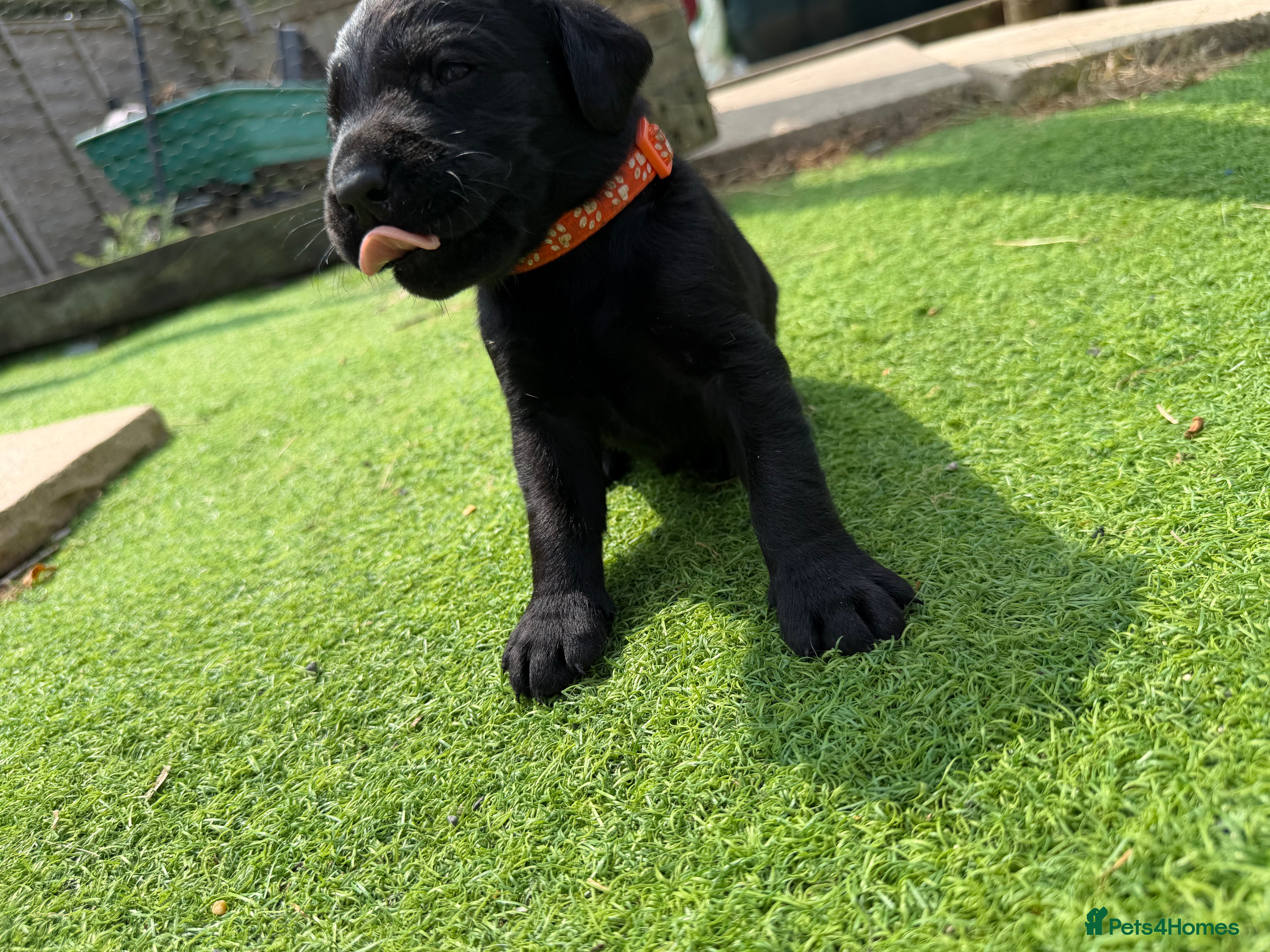 Labrador Retriever dogs 11 KC Labrador puppies - Advert 2