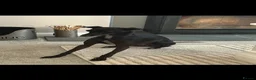 Italian Greyhound dogs for sale: KC registered Italian puppy’s  - Advert 4