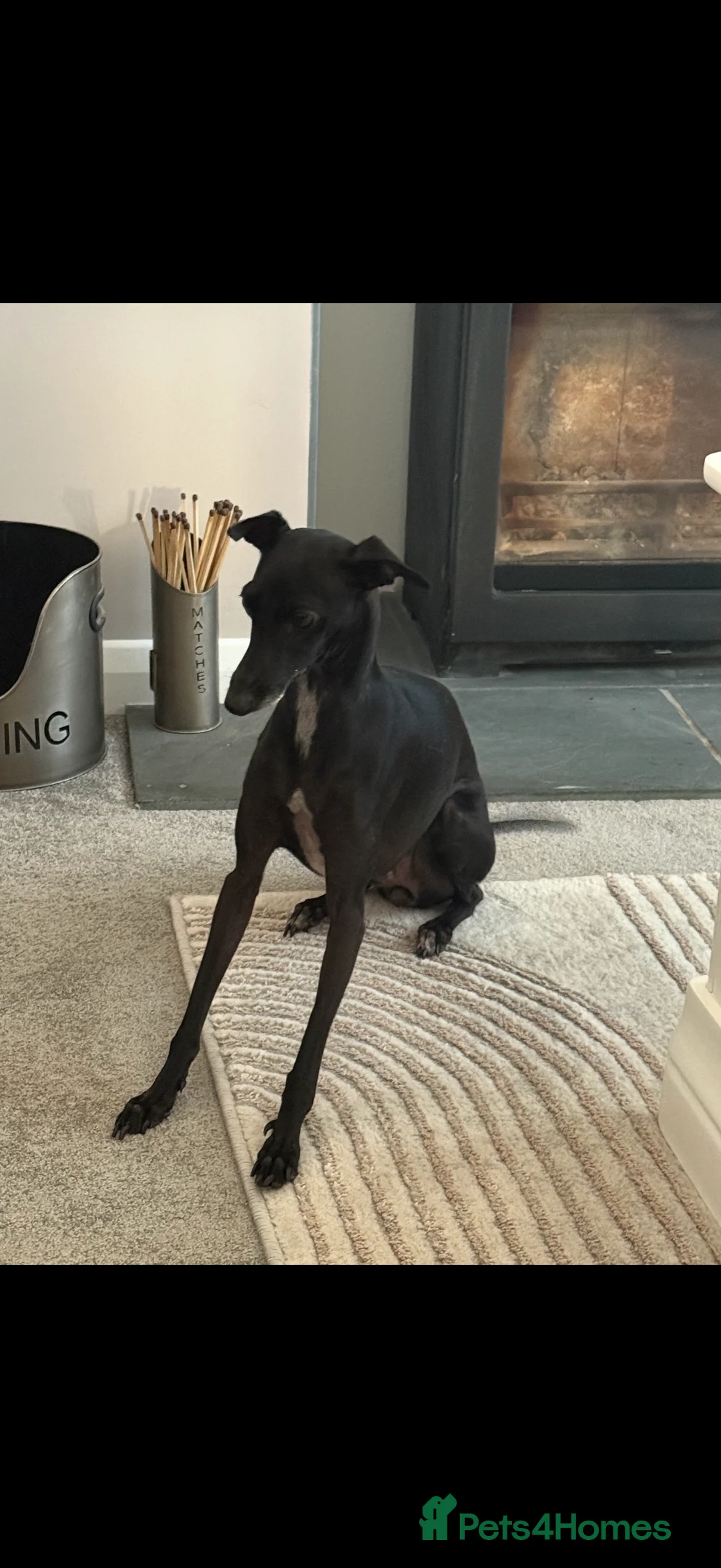 Italian Greyhound dogs for sale: KC registered Italian puppy’s  - Advert 4